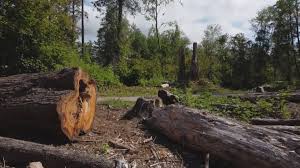Best Firewood Processing and Delivery  in Grand Ronde, OR